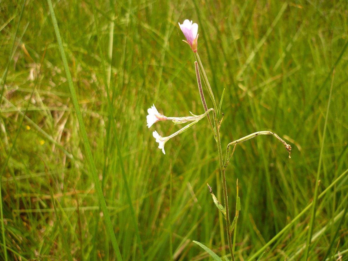 Epilobium palustre (Onagraceae)